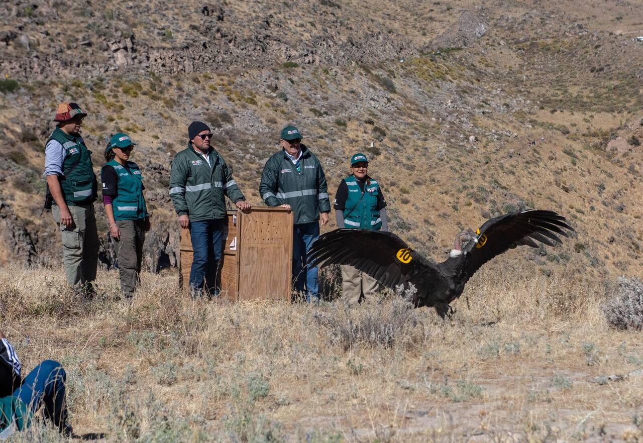 Liberación del cóndor andino "Qhapaq" en el Cañón del Colca